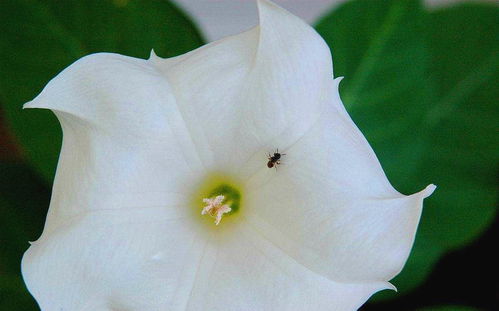 月光花何时绽放？一篇文章为你揭晓