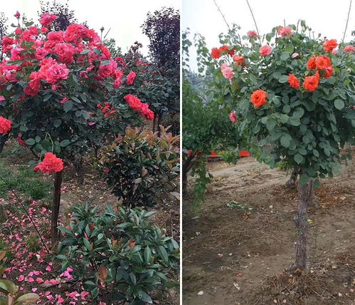 树状月季与灌木月季，谁geng胜一筹？