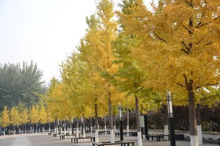 适合北方城市道路两侧种植的树种