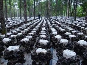 金针菇高效种植技巧：场地选择与栽培方法全攻略