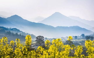 江西婺源油菜花最美？你去过几处花海