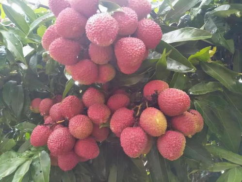 其他作物：氟环唑的“副作用”