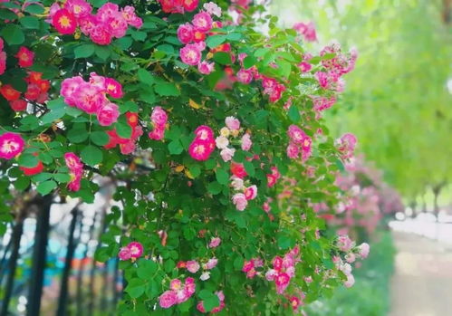 夏季养护黄蔷薇：揭秘让花儿持续爆花的秘密