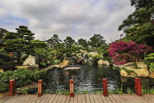 探寻顺德陈村花卉种植基地：佛山的一抹绿意