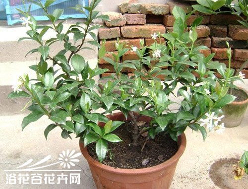 茶花夏天叶片黄化落叶，真相大揭秘！