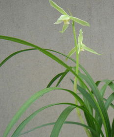 3. 观察植物蒴果