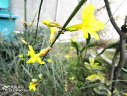 那迎春花到底哪种先开呢?