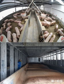 猪场漏缝地板隐患多，需关注养殖安全