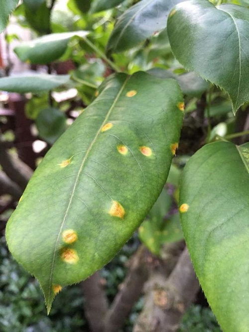 翠冠梨果锈病防治，关注病原菌传播途径及防治方法