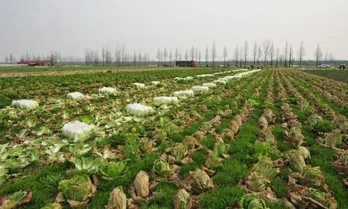 农药化肥的神奇魔力
