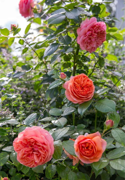 藤本月季的养护知识