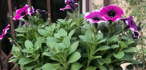 春节回家植物怎么浇水？浇水量和频率有讲究吗