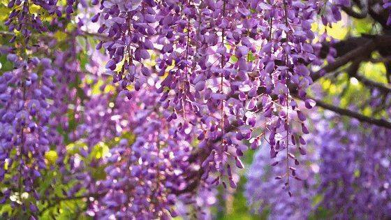 紫藤冬日呵护：东北寒地的温暖守护