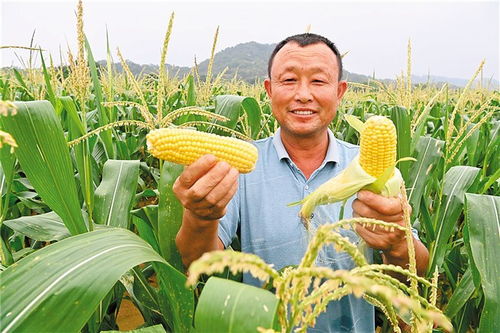 朱鹏飞如何通过榛子种植实现致富？