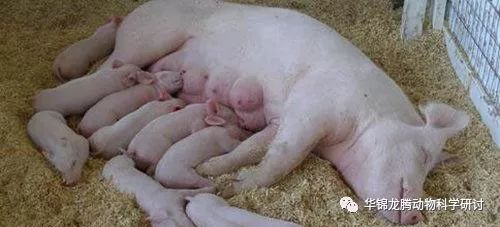 妊娠母猪一天喂多少料，育肥猪饲料可以喂怀孕母猪吗？两者营养成分是否适宜？