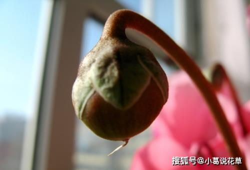 如何处理绯花玉长出小球，使其顺利生长并保持美观