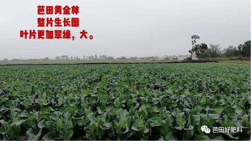 高梁锈病的防治大揭秘