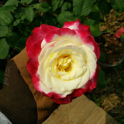 土壤的选择与准备