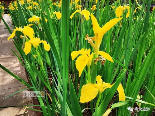 黄菖蒲：度夏三件套