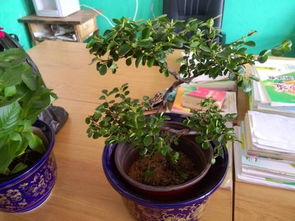 玉树嫩养多少年？