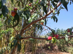人工授粉与杨梅树的生长