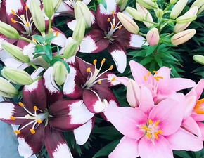 百合花象征着纯洁与高贵，那么它背后蕴含的美与哲思