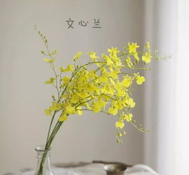 幸运之花的花语和象征意义，如何影响人们的吉祥运势
