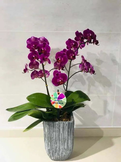 蝴蝶兰送盆更心意，花卉送礼禁忌知多少？