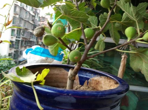 南方适合种植的果树