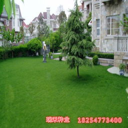 种子选择：饱满大颗， 活力满满