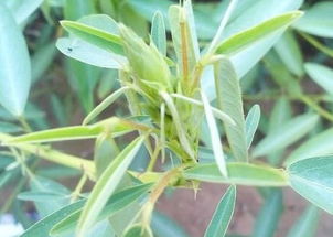 防范篇：如何让葱兰远离病虫害