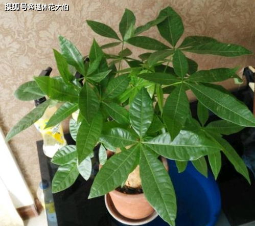 养发财树不枯萎，关键四步轻松搞定！