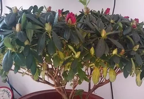 枯叶要补水，水多才嫩活