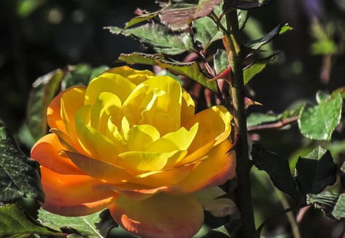 一、 浇水小妙招