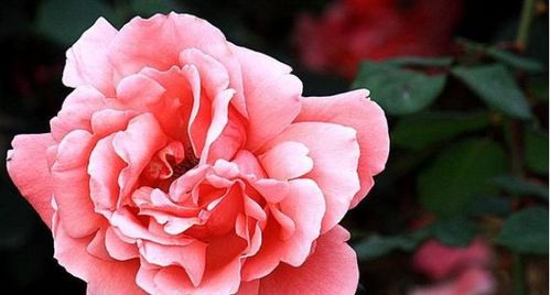 月季施肥的蕞佳时机