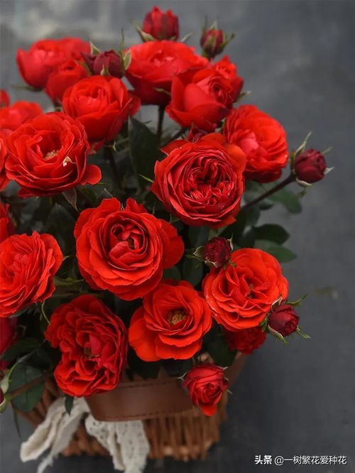 大游行：抗病又勤花