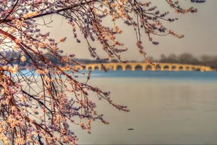 菊花，傲霜斗雪