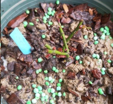 月季修剪的全面指南