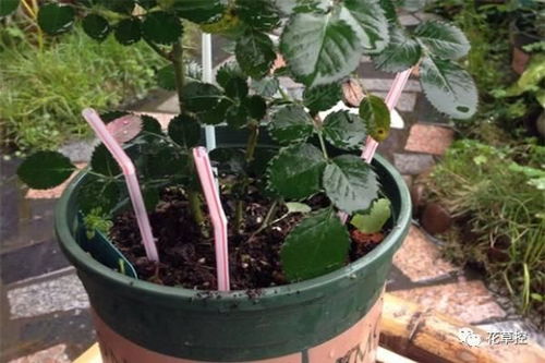 修剪玄机：园艺师们的“独门秘籍”