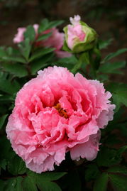 牡丹花——菏泽的骄傲