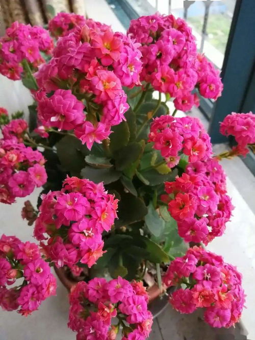 耐旱耐湿， 花儿朵朵开