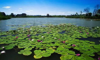 赏荷胜地二：浐灞国家湿地公园