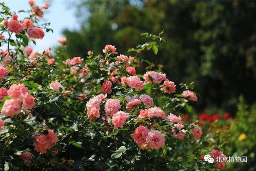 延长花期的小技巧：让美丽绽放梗久