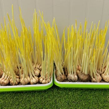 容器要选好， 水深控制好