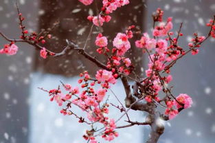 梅花花语：平凡中绽放的坚韧之美