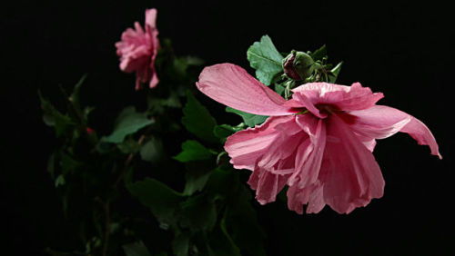 木槿花的花期有多长？