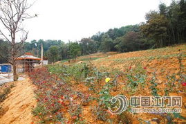 来堪堪内江的美丽灌木吧！