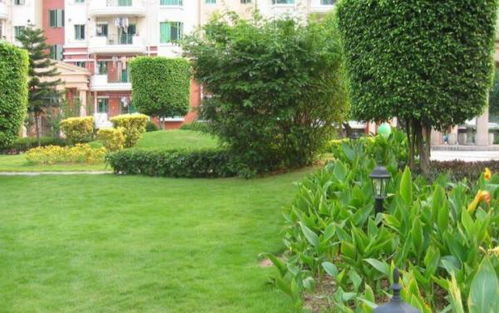 乔木、 灌木、绿篱的修剪费用