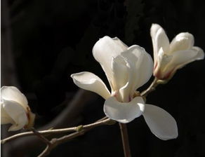 米黄色玉兰：清新脱俗的清新