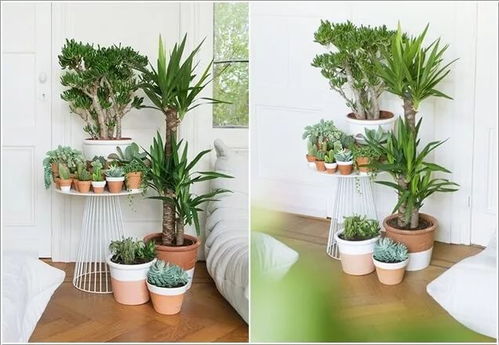 “室内养哪些盆栽植物比较受欢迎，排名靠前的有哪些